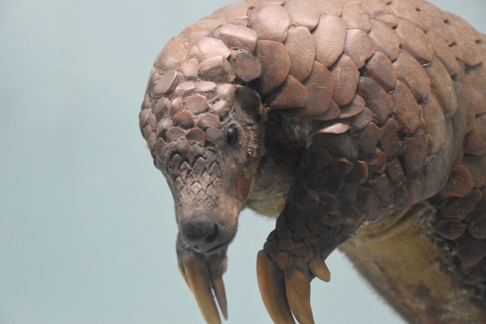 Indian pangolin