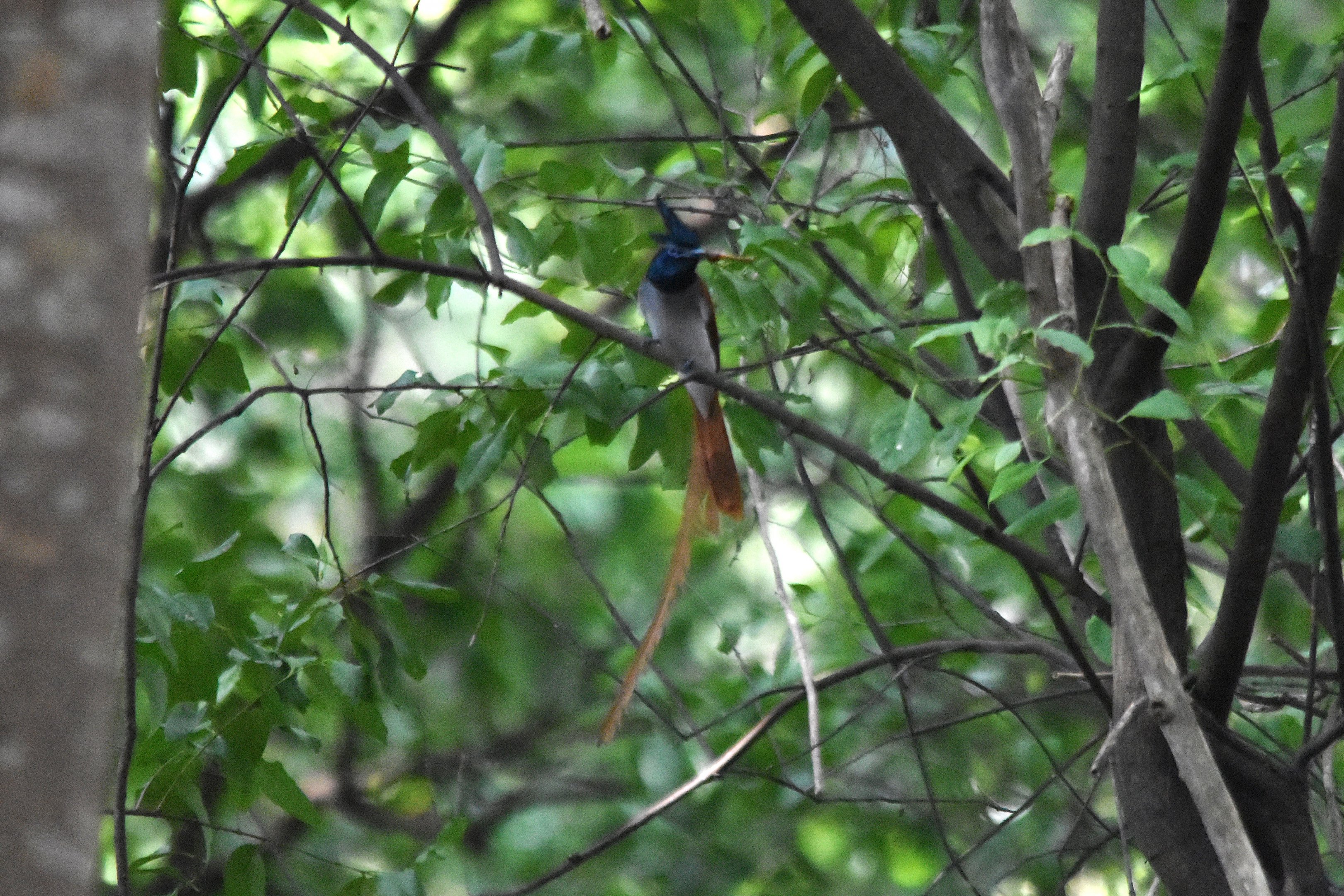 Indian Paradise Flycatcher, Kabini River Lodge, 19th November 2024