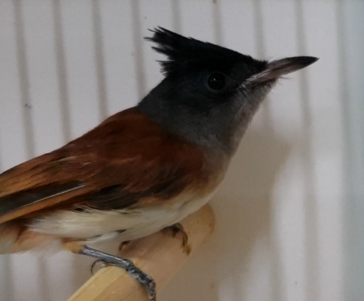 Indian paradise monarch