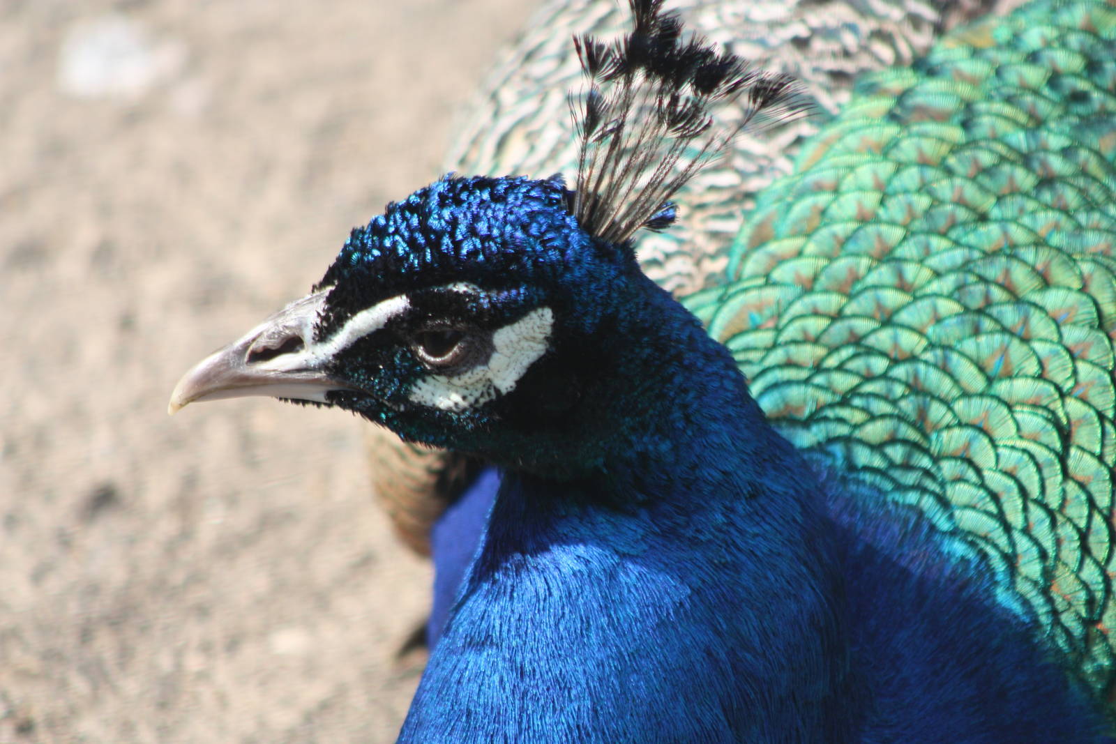 Indian Peacock, 18th May 2014