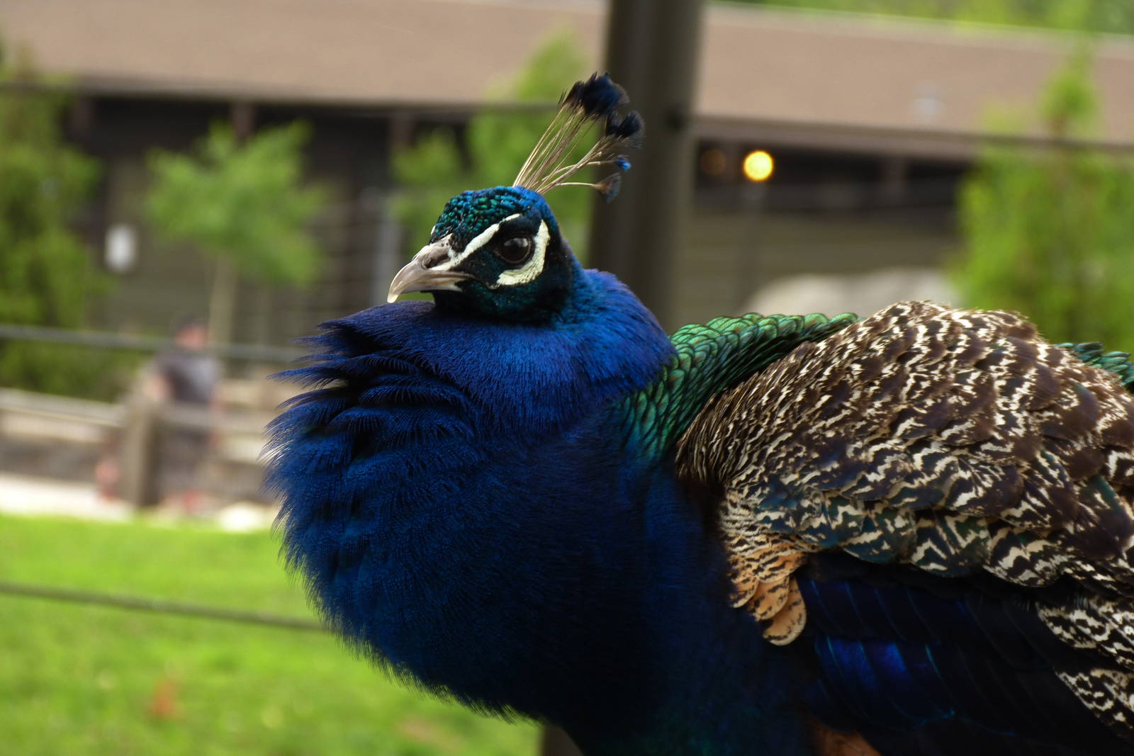 Indian Peacock, 5-3-12