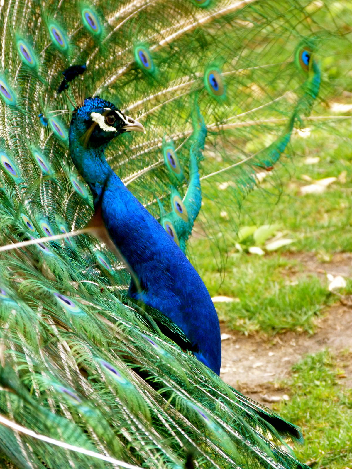 Indian Peacock, 5-3-12