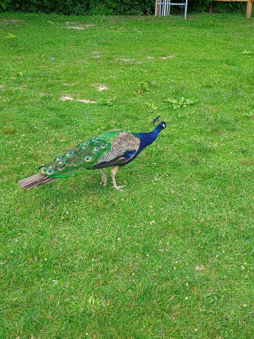Indian Peacock (7/6/24)