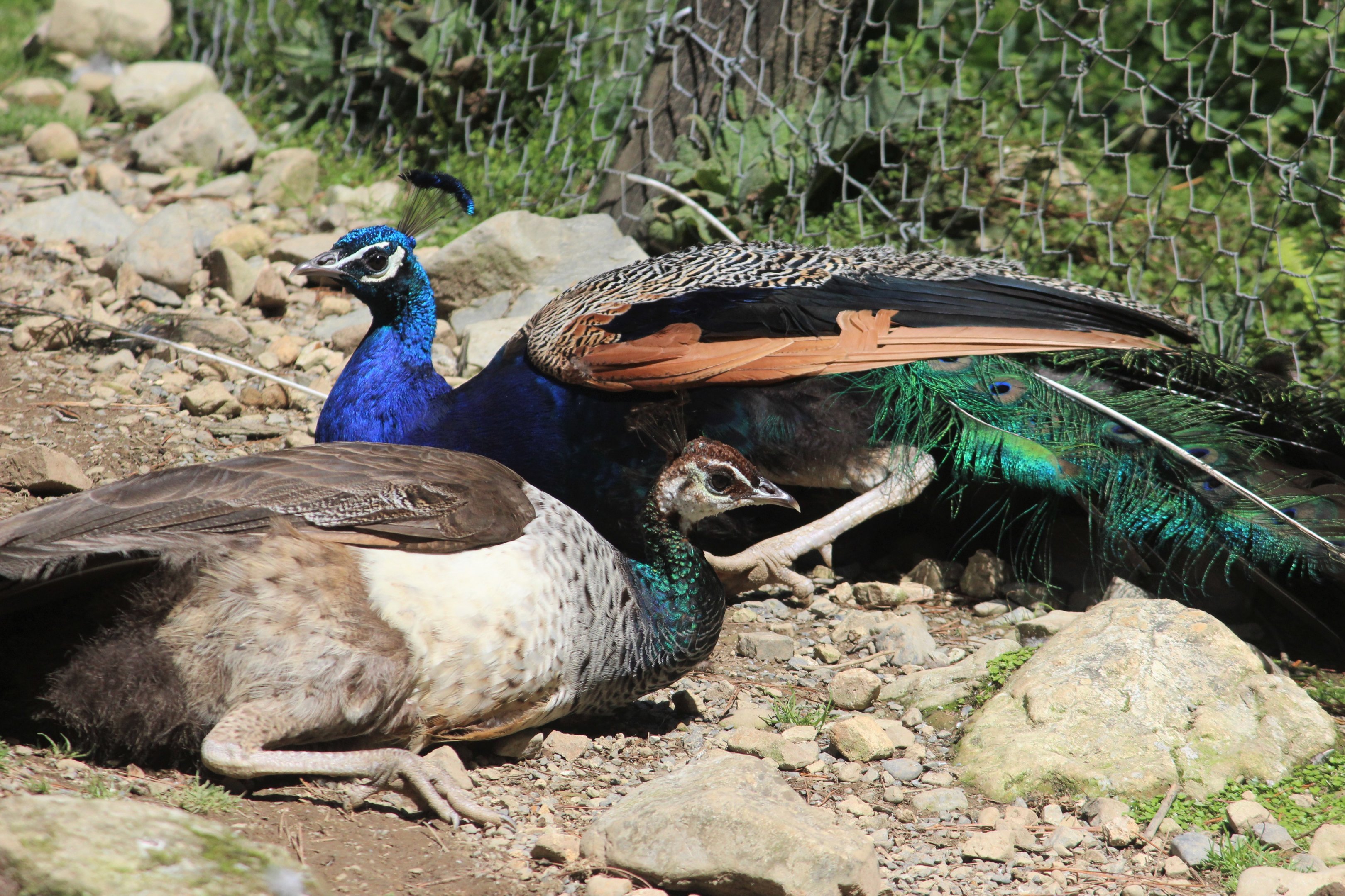Indian Peacock and Peahen