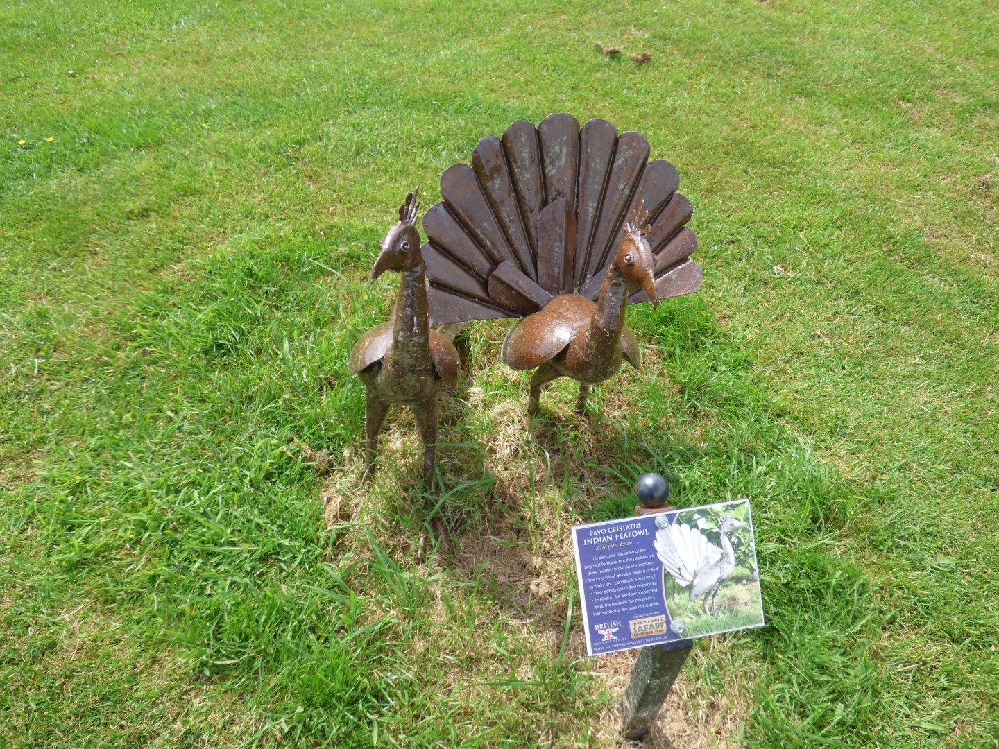 Indian Peacock at British Iron Works Centre