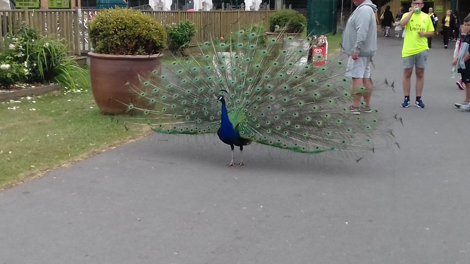 Indian peacock displaying