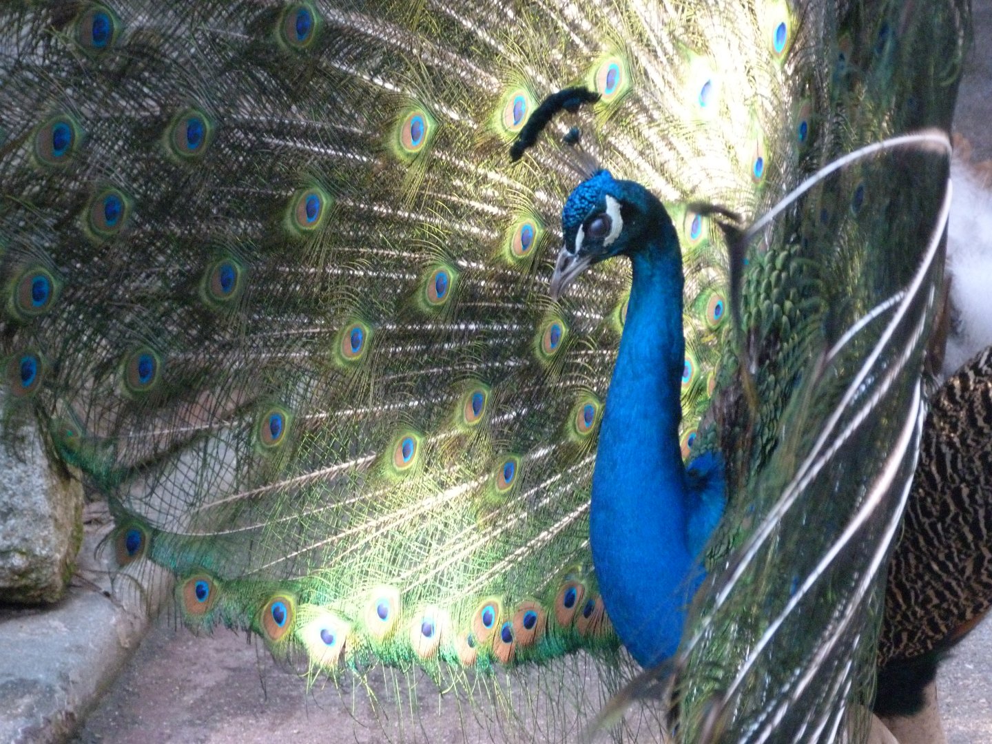 Indian peacock -Faunia (2025)