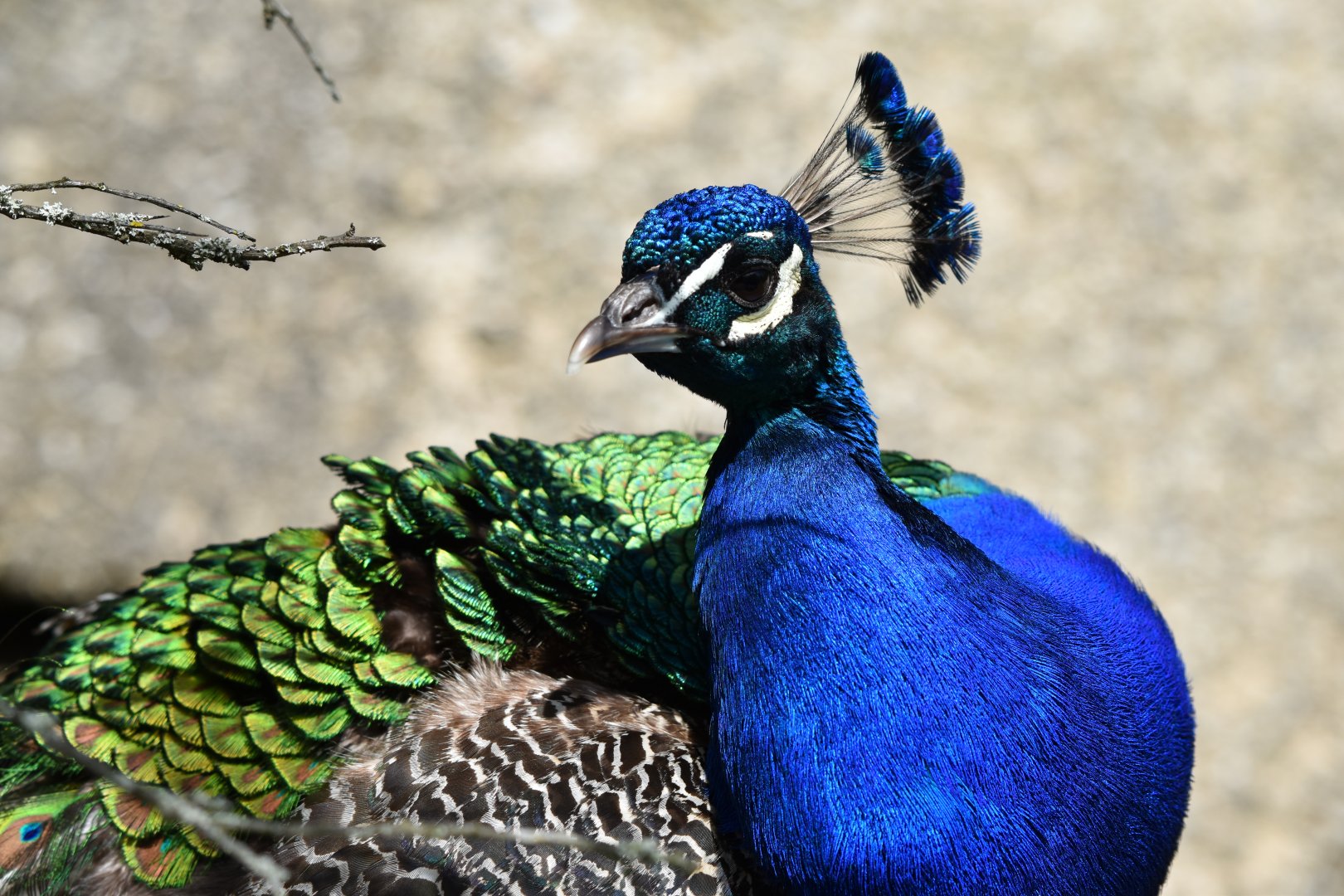 Indian peacock May 2019