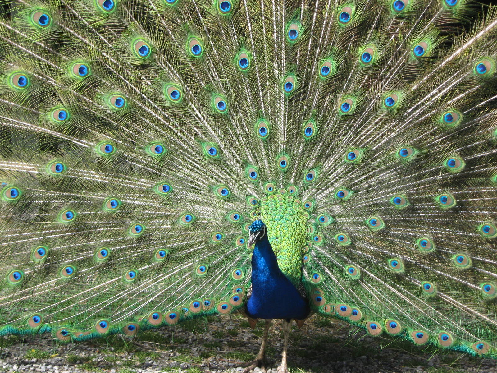 Indian peacock (Pavo cristatus)
