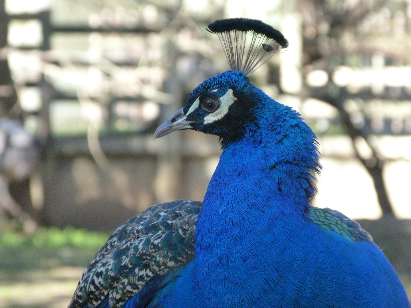 Indian peacock -Zoo Aquarium de Madrid (2025)