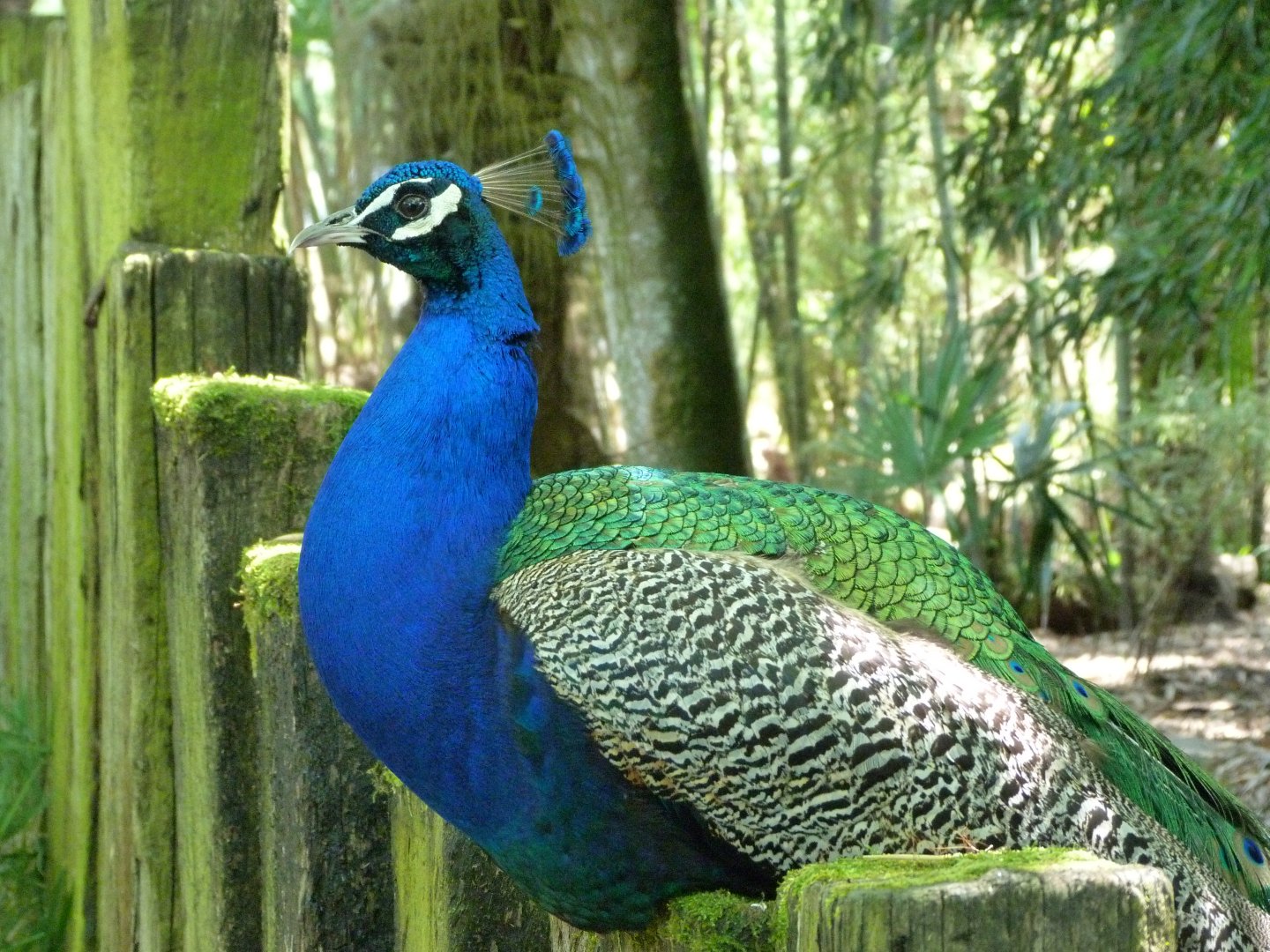 Indian peacock -Zoo d'Asson (2025)