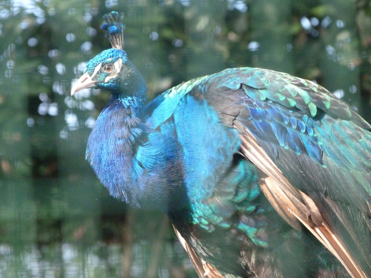 Indian peacock -Zoo de Santillana del Mar (2024)