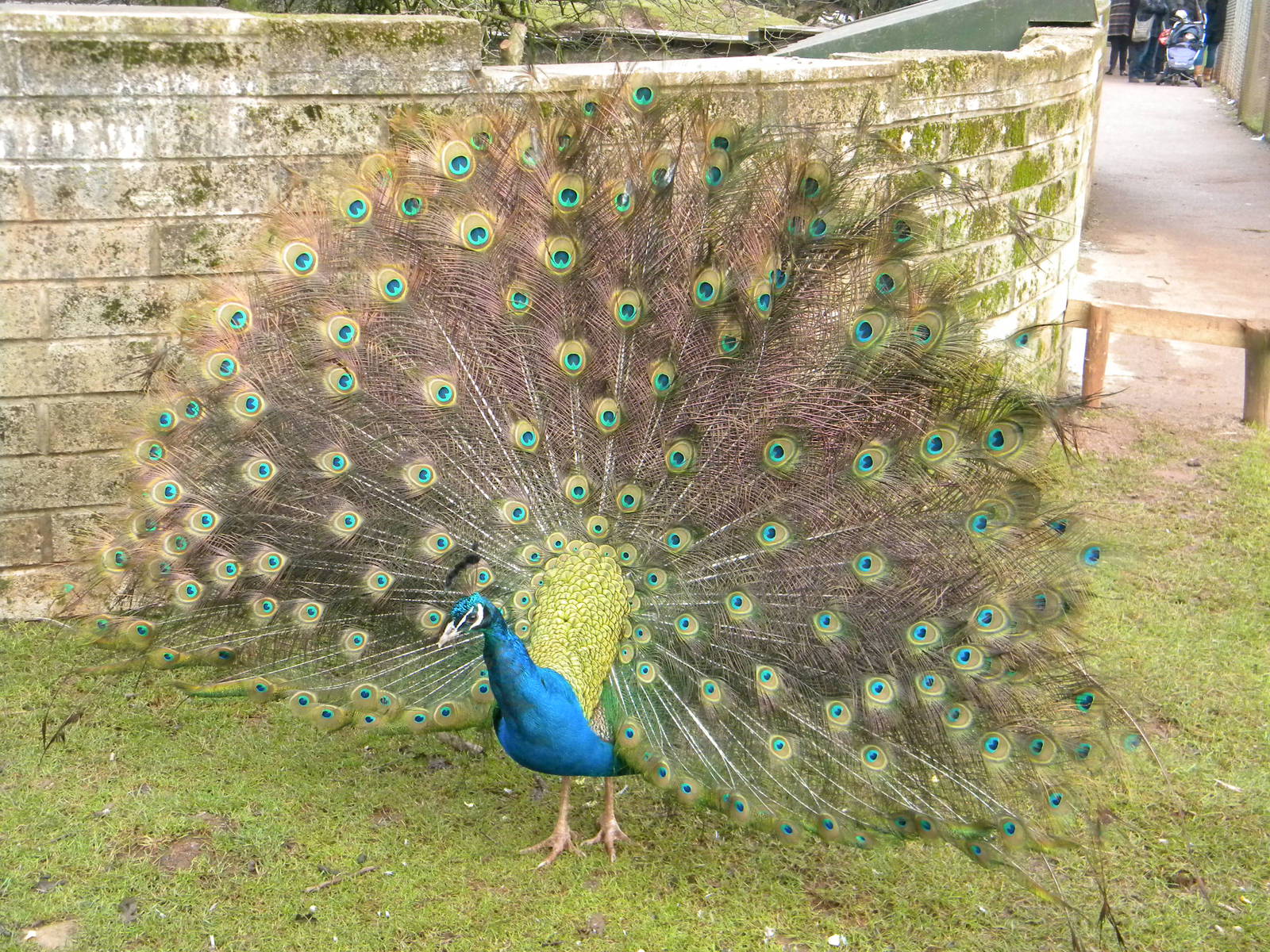 Indian Peacock.