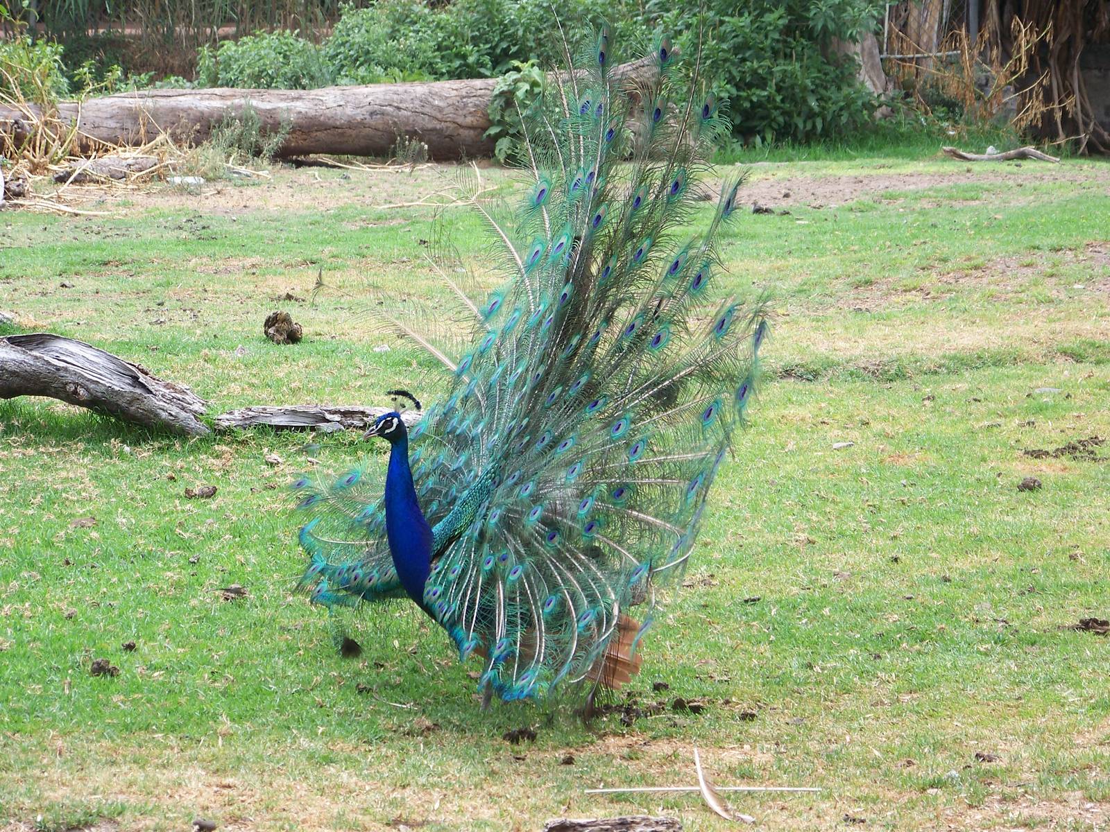 Indian Peacock