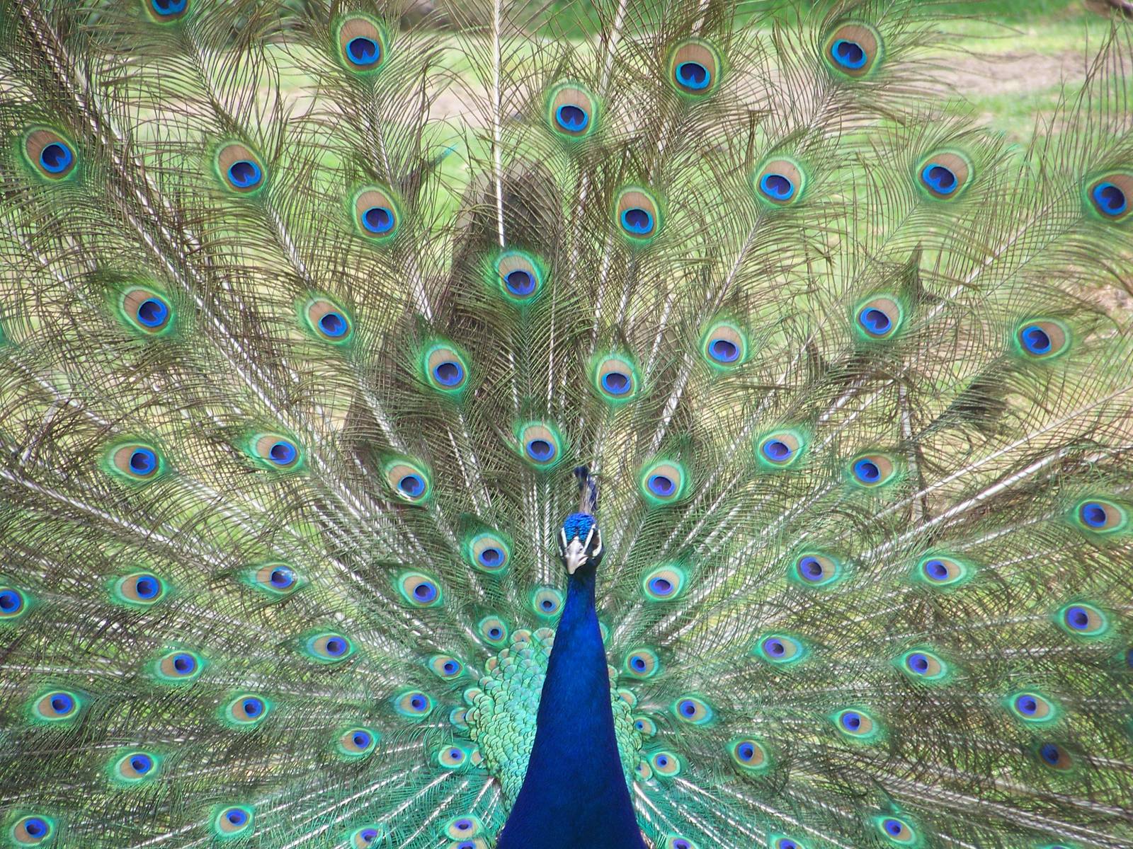 Indian Peacock
