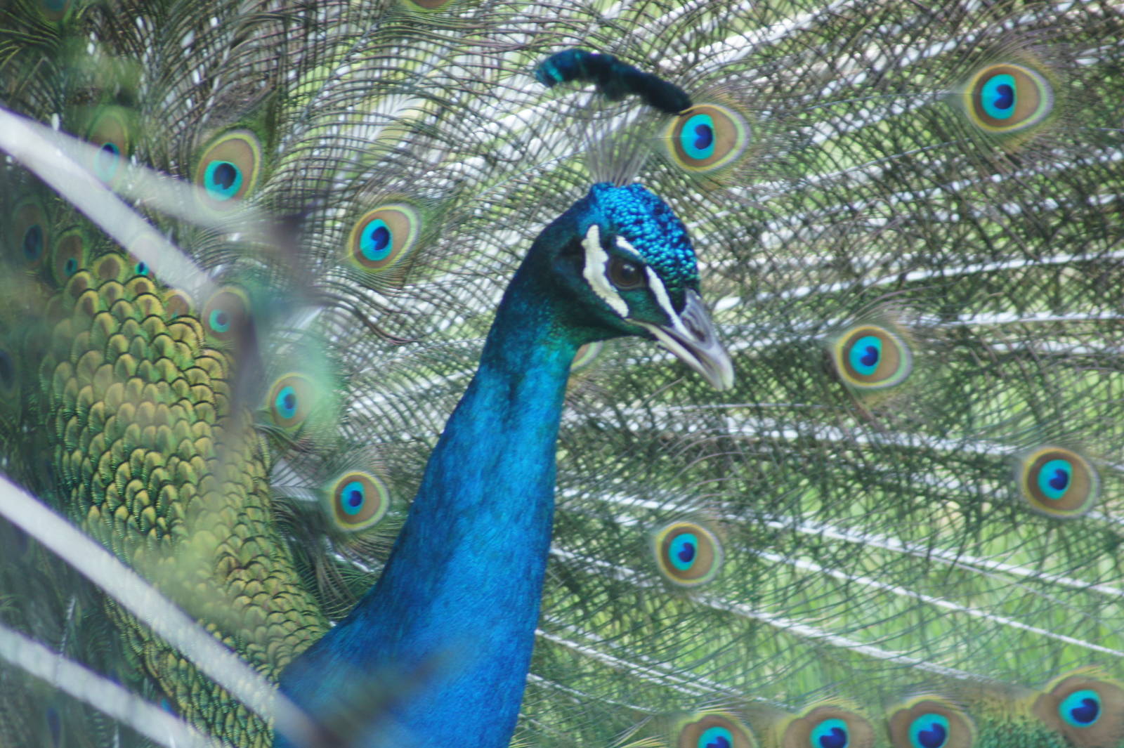 Indian Peacock