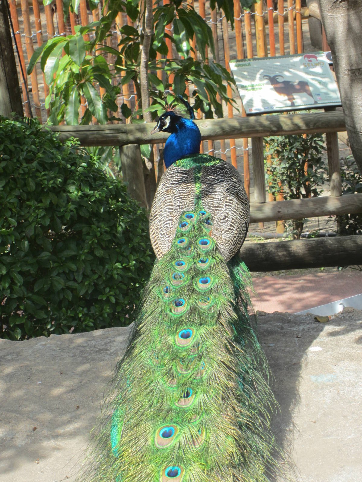 Indian Peacock