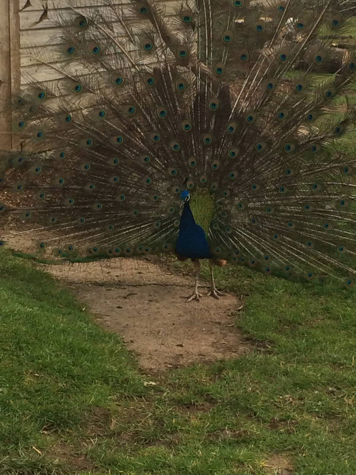 Indian Peacock