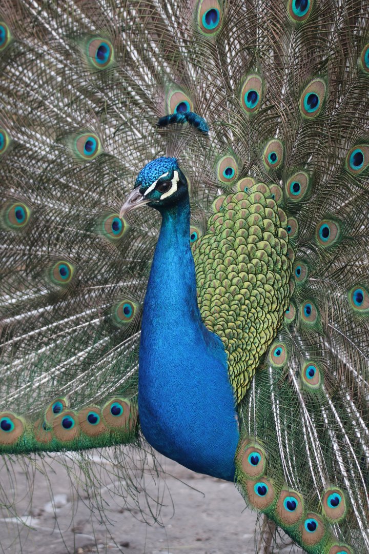 Indian peacock