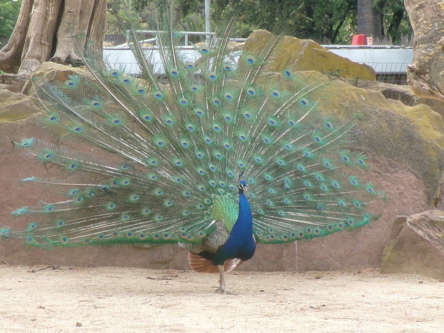 Indian peacock