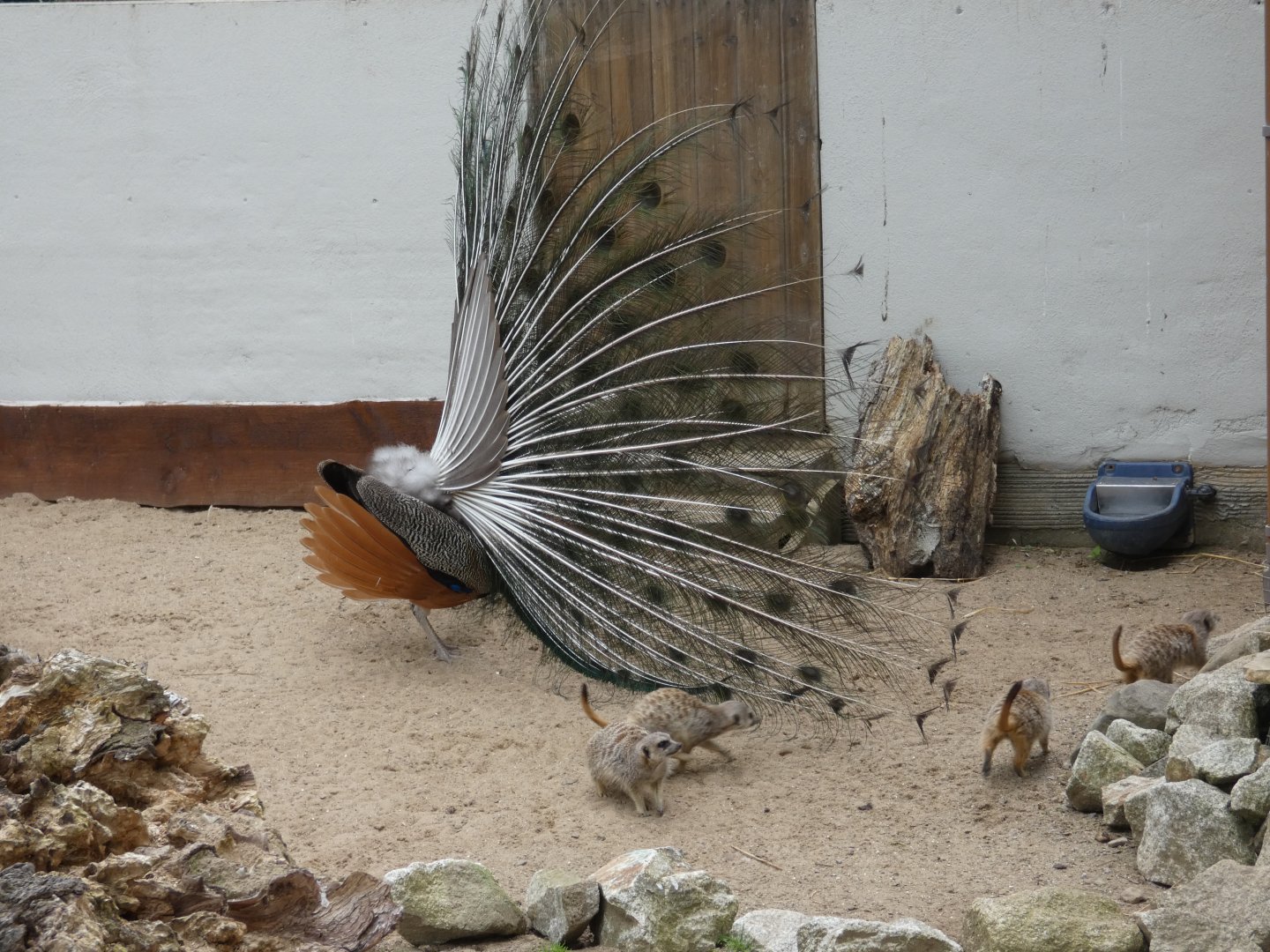 Indian peacocks and Meerkat