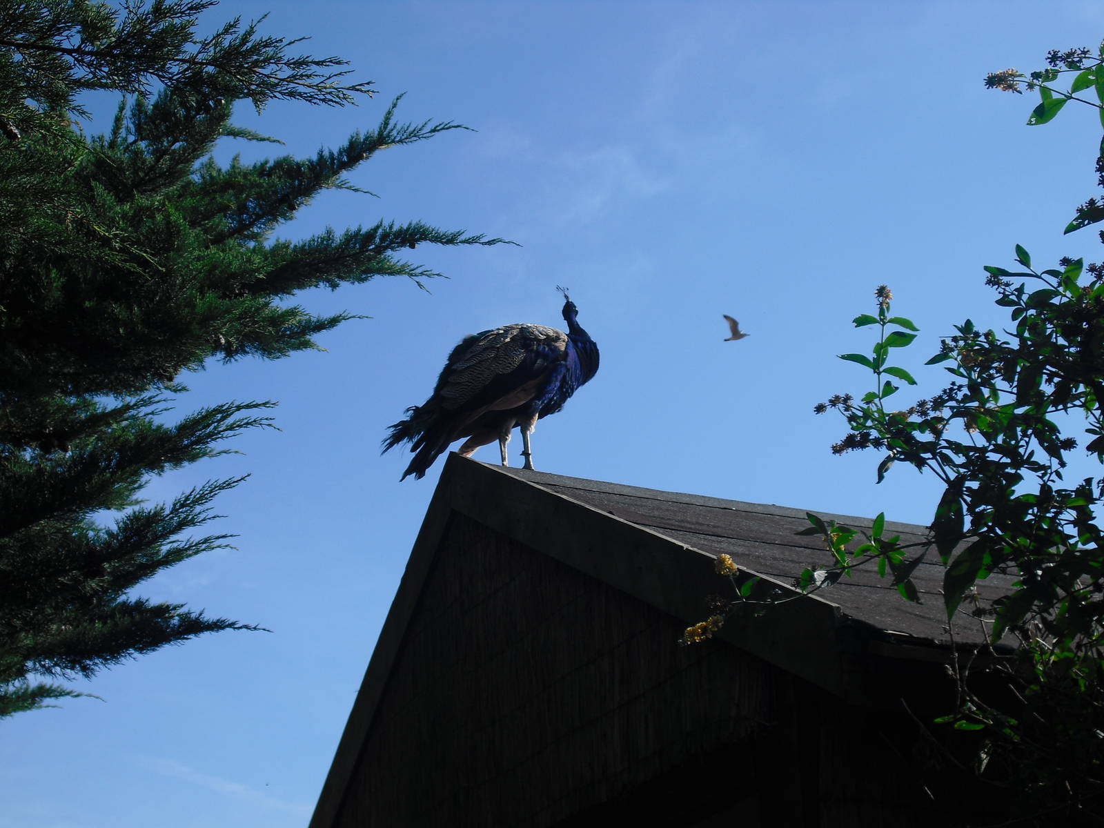 Indian Peafowl - 01/10/2011