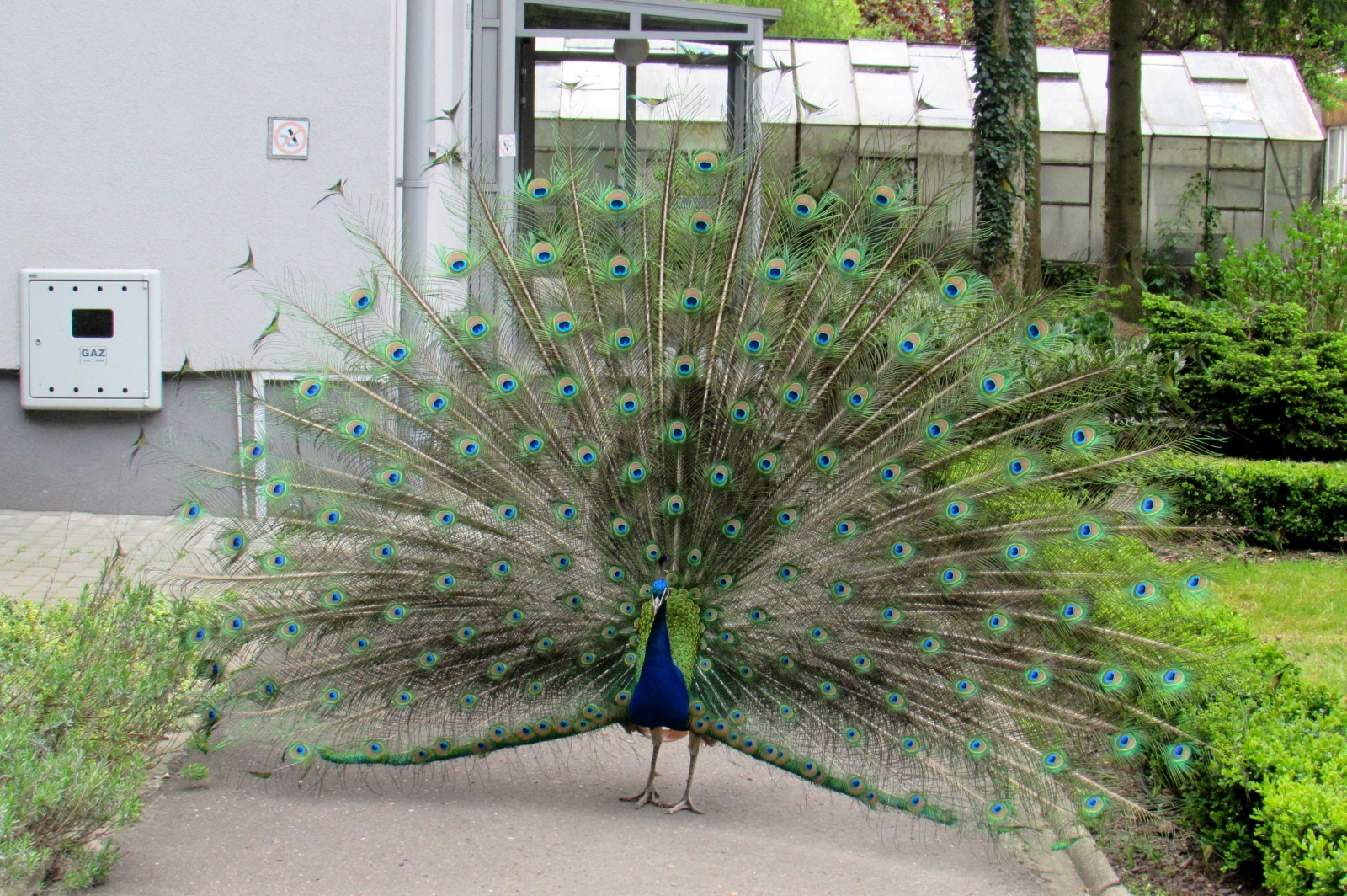 Indian Peafowl - 05/2015