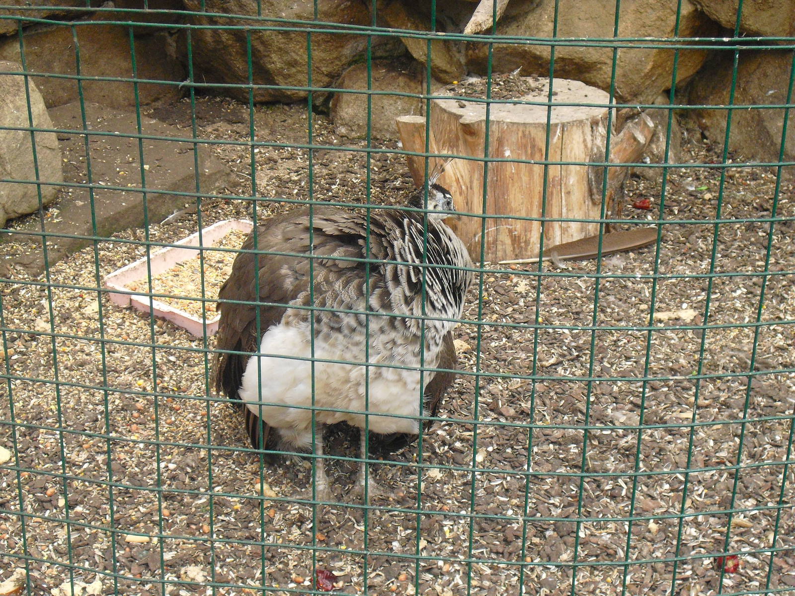 Indian Peafowl - 16/10/2011