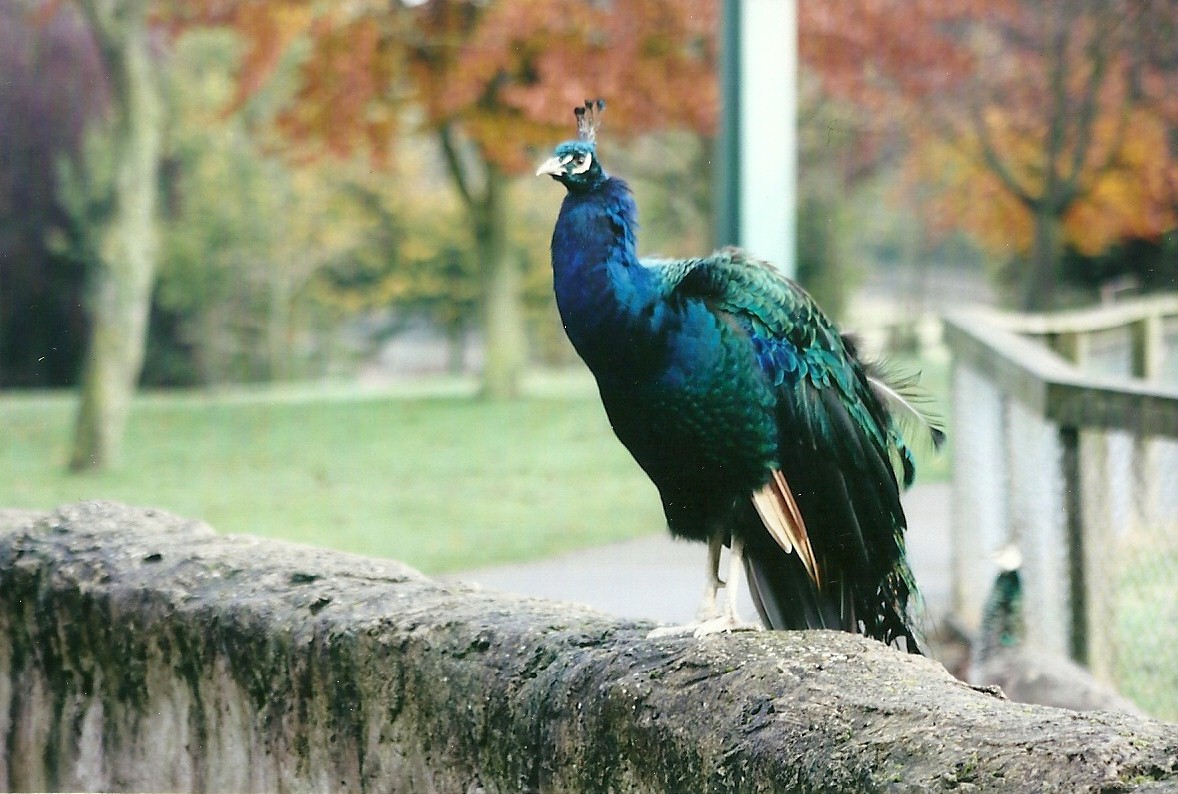 Indian Peafowl 1st November 2012