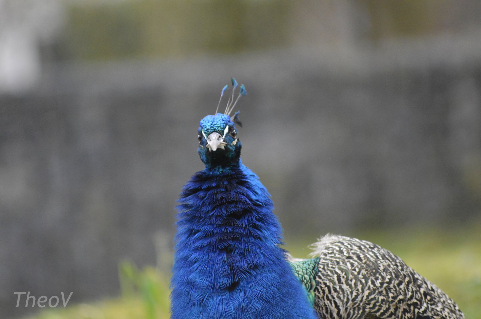 Indian peafowl [2018]