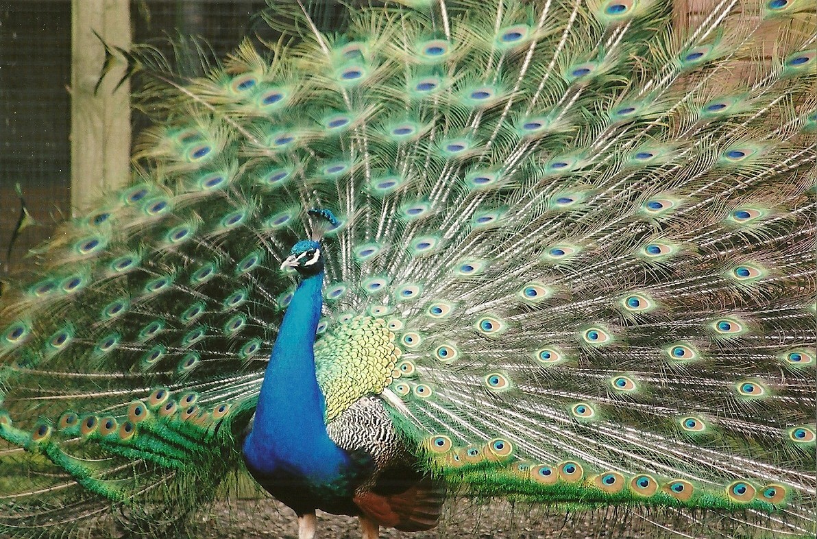 Indian Peafowl 25th March 2005