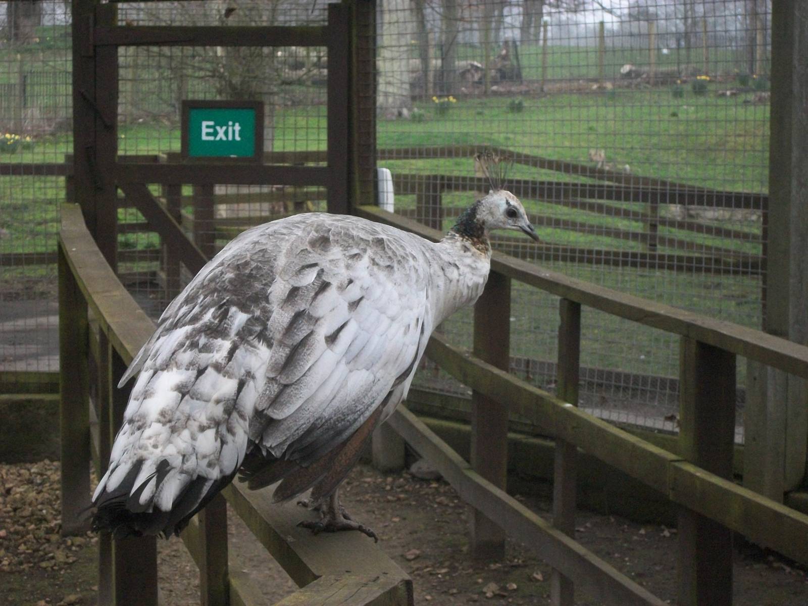 Indian Peafowl, 29th March 2014