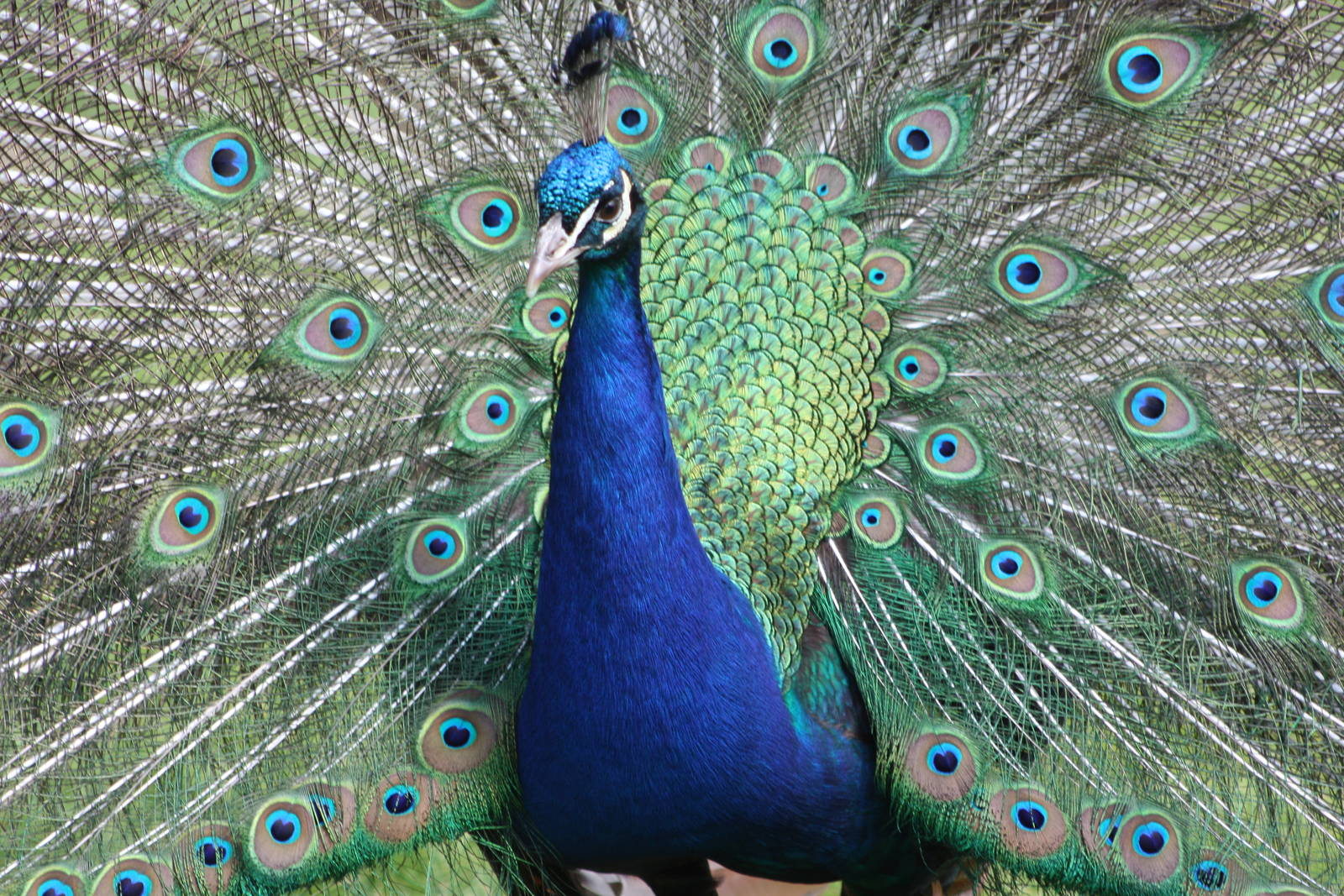 Indian Peafowl, 7th July 2014