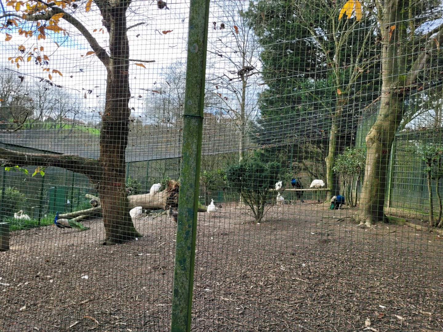 Indian peafowl and African comb duck exhibit -Zoo de Santillana del Mar (2023)