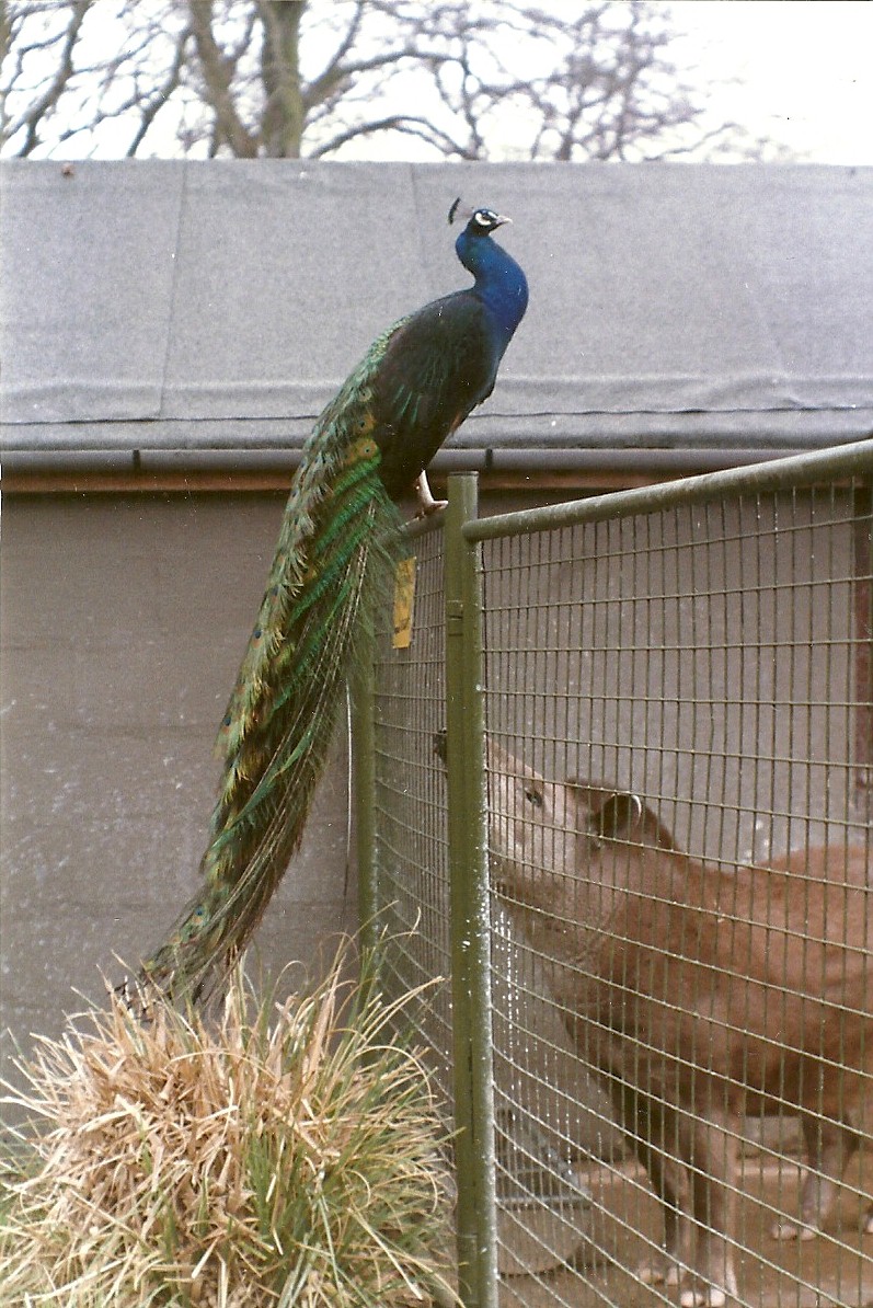 Indian Peafowl and Brazilian Tapir 20th April 1996