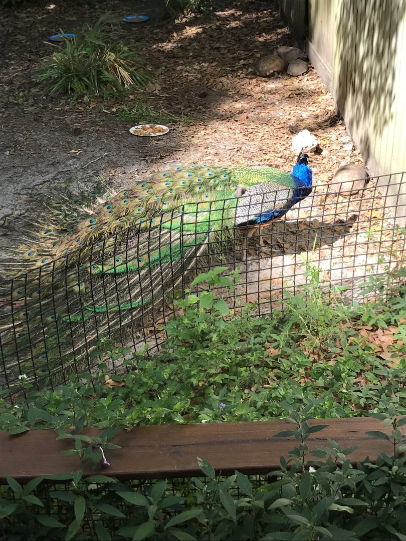 Indian peafowl and gopher tortoises