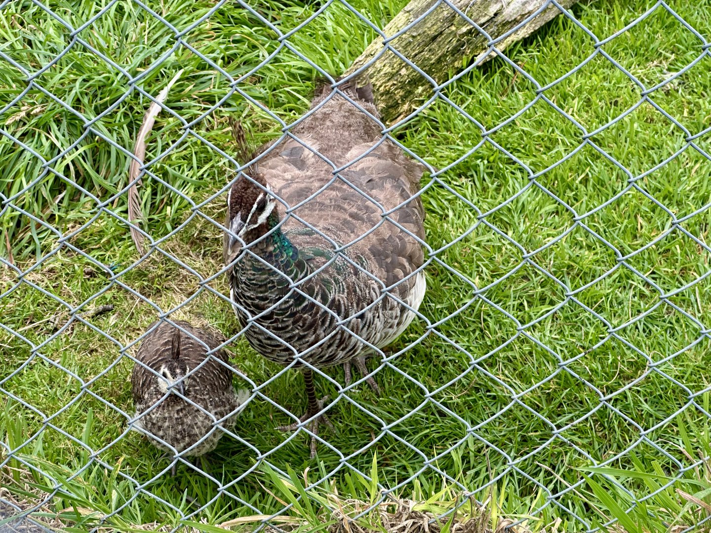 Indian Peafowl and Young