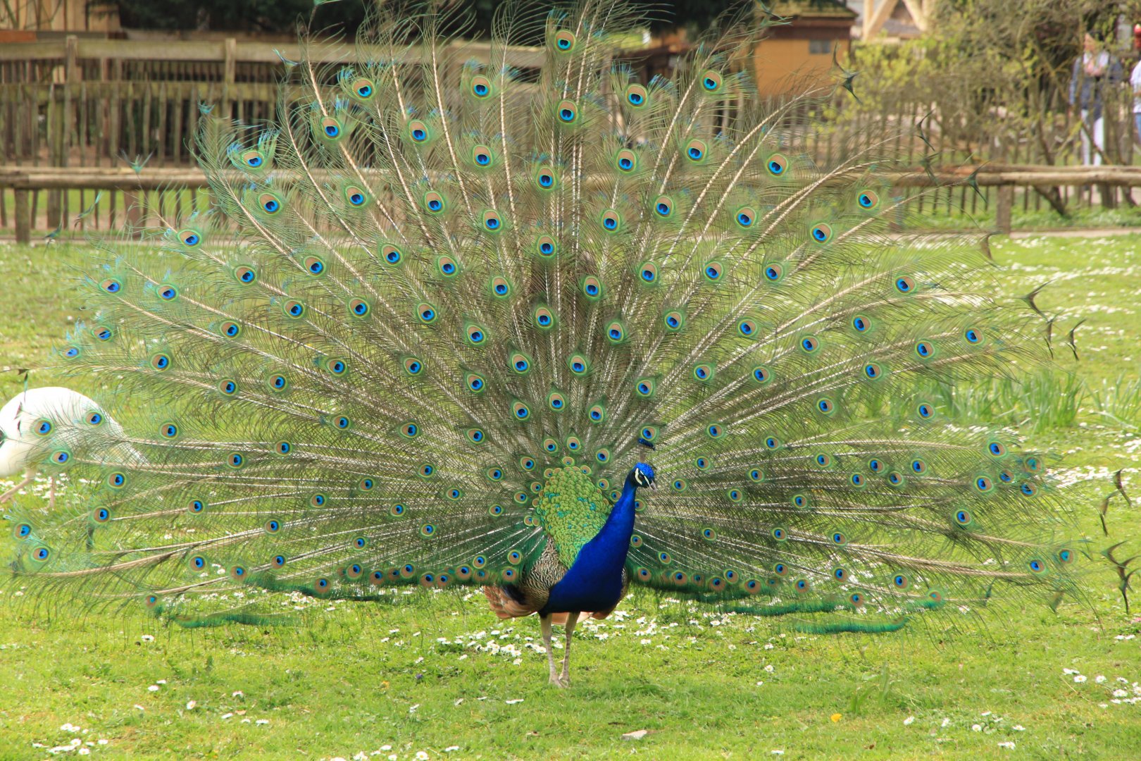 Indian peafowl (April 2016)