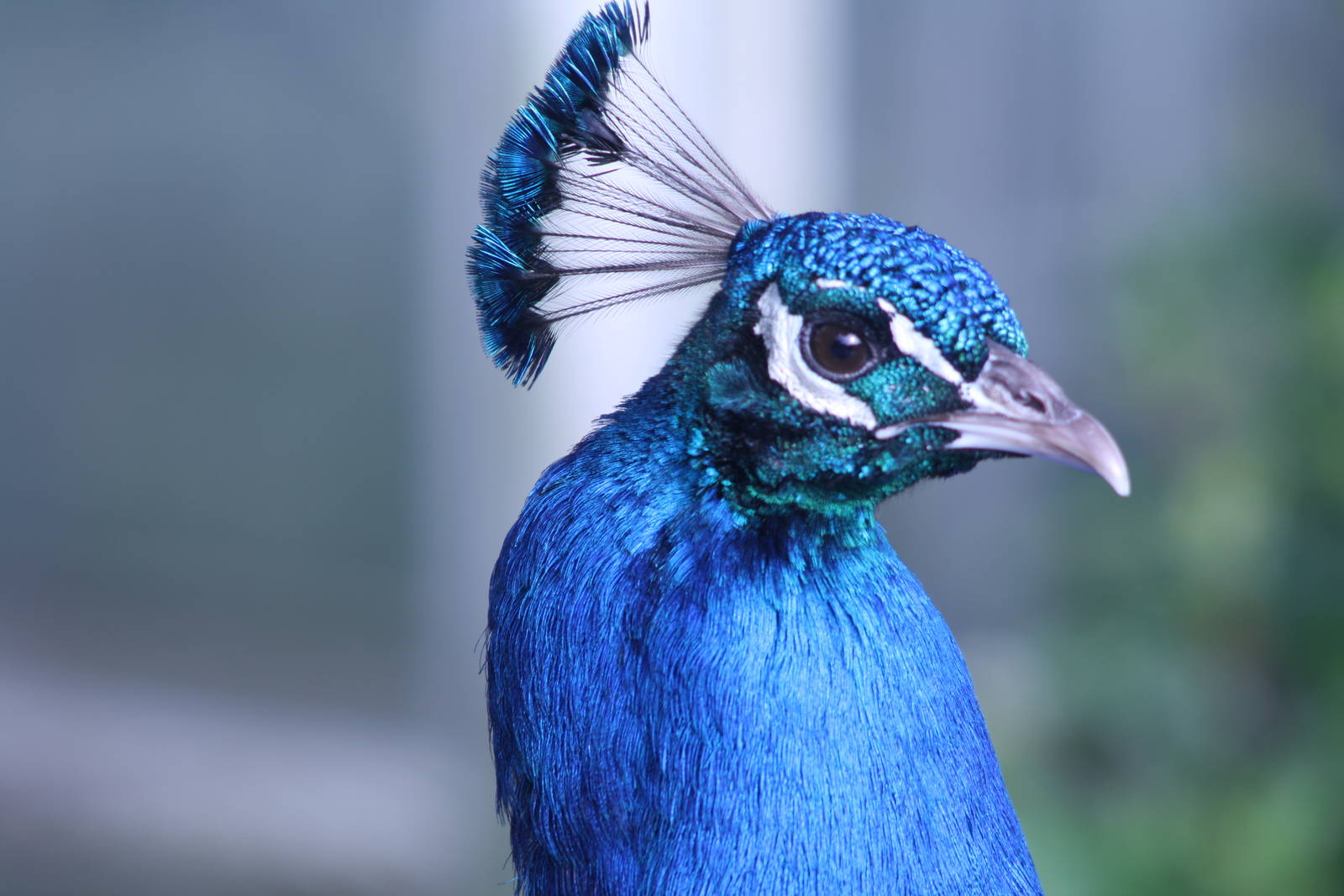 Indian Peafowl at Blackpool Zoo, 20/02/14