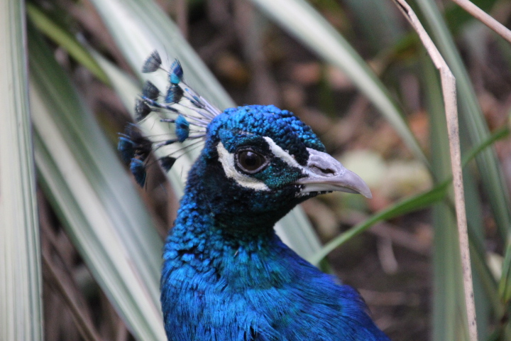 Indian Peafowl at Dudley Zoo & Castle