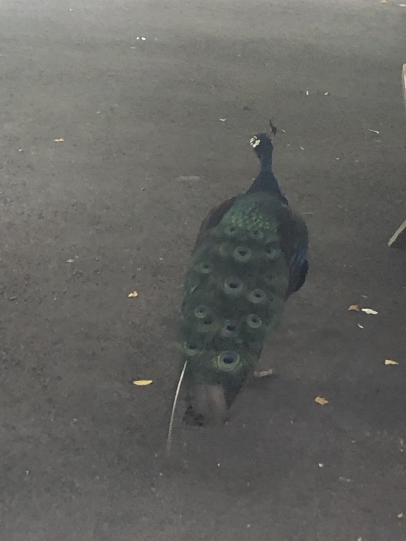 Indian Peafowl - August, 2020