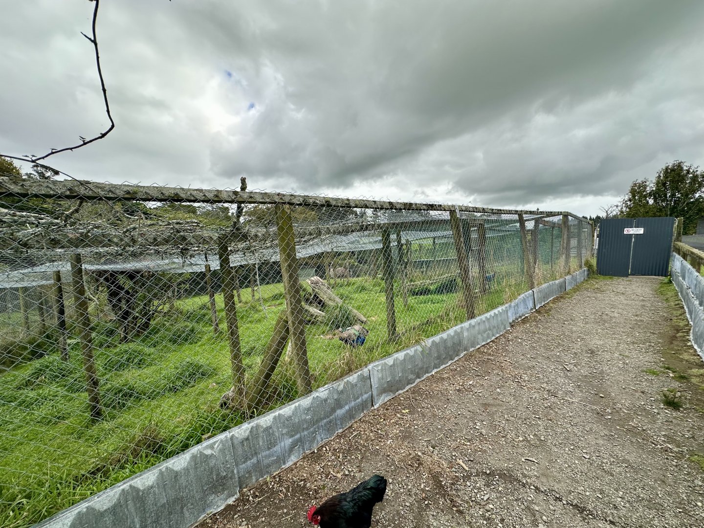 Indian Peafowl Aviaries