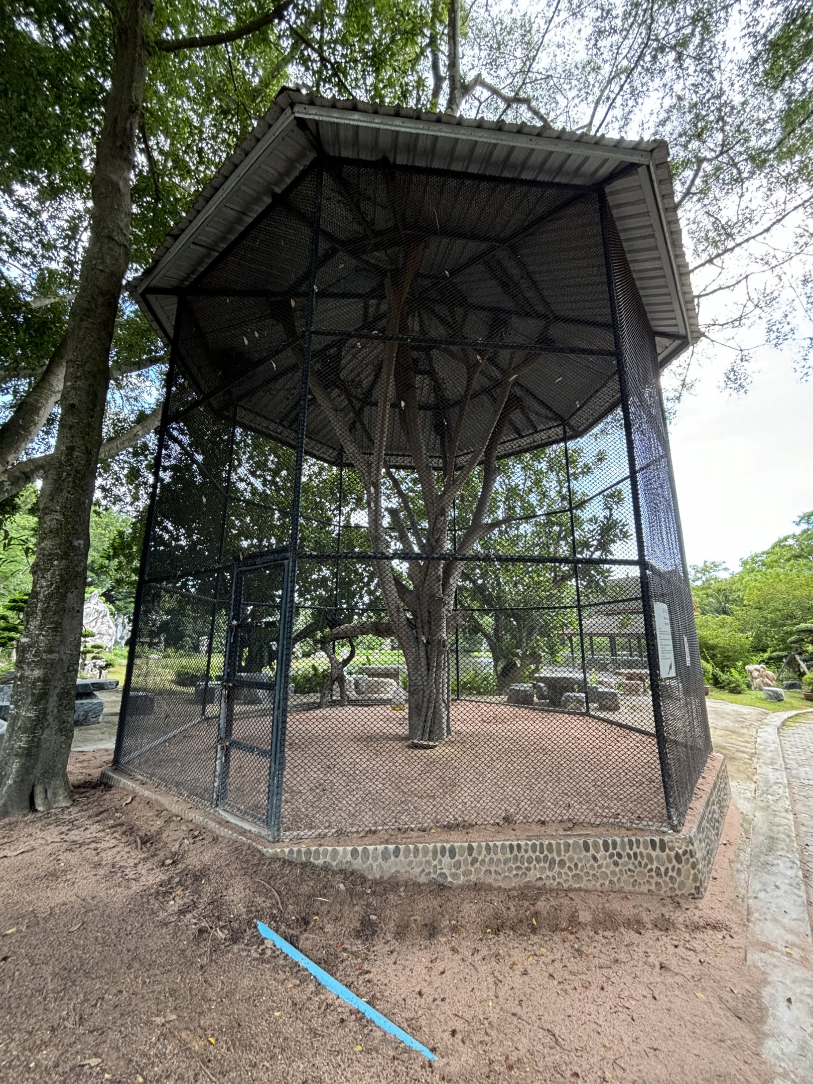 Indian Peafowl Aviary #1