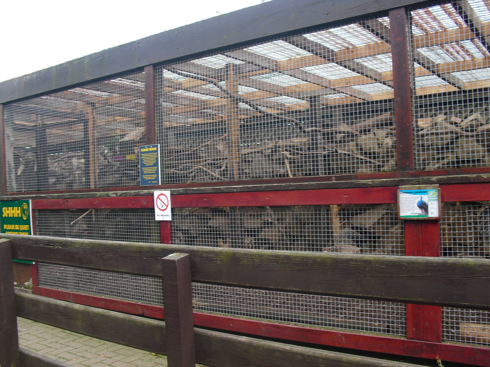 Indian Peafowl Aviary - 16/10/2011