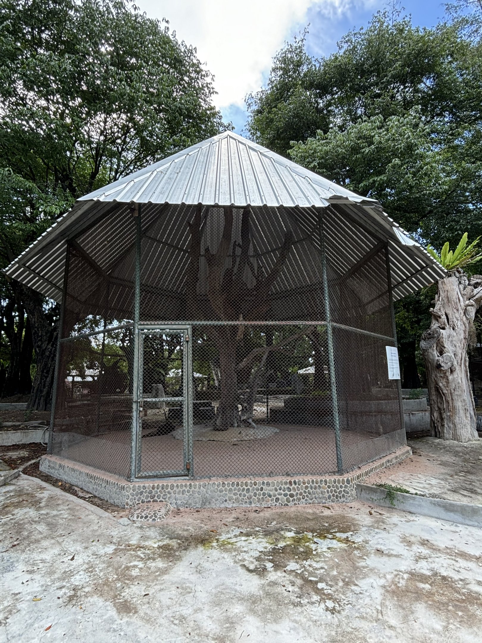 Indian Peafowl Aviary #2