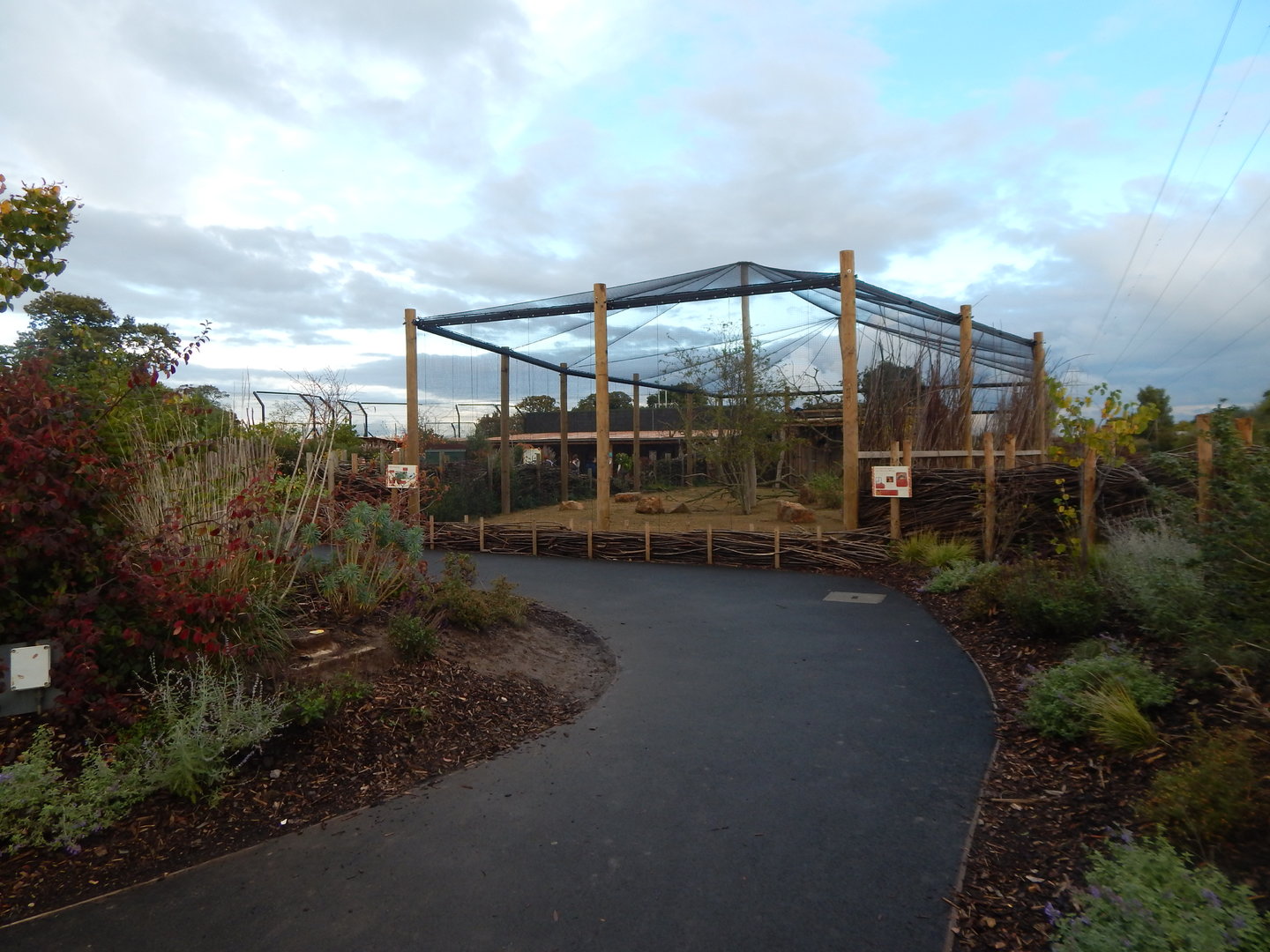 Indian peafowl aviary 221022