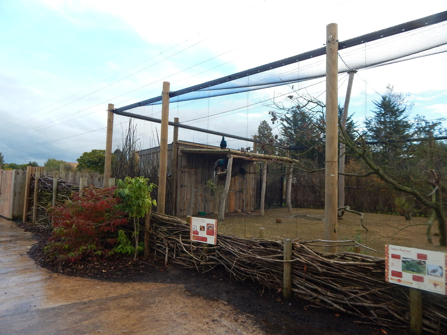 Indian peafowl aviary 221022