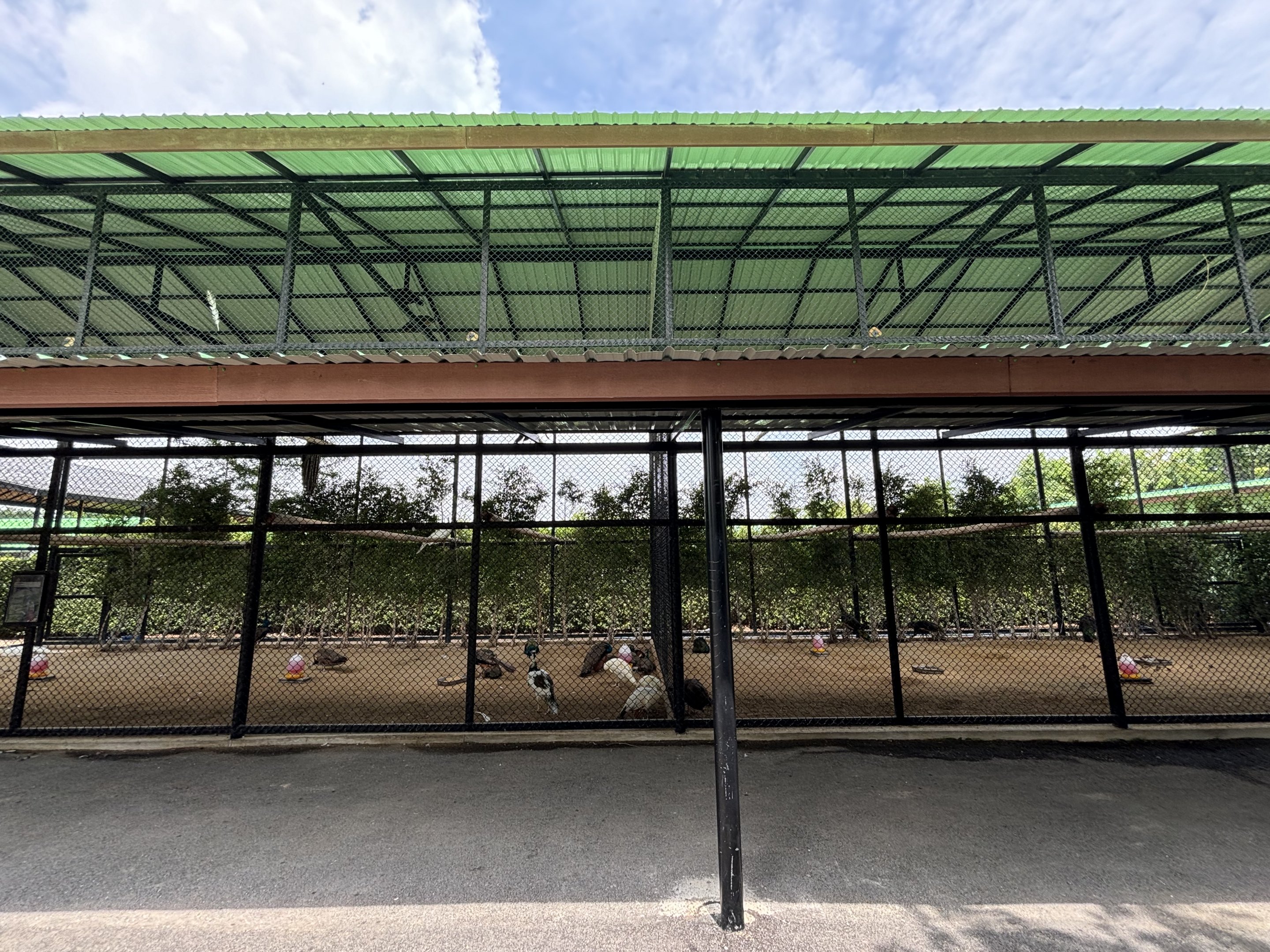 Indian Peafowl Aviary - Lion Park