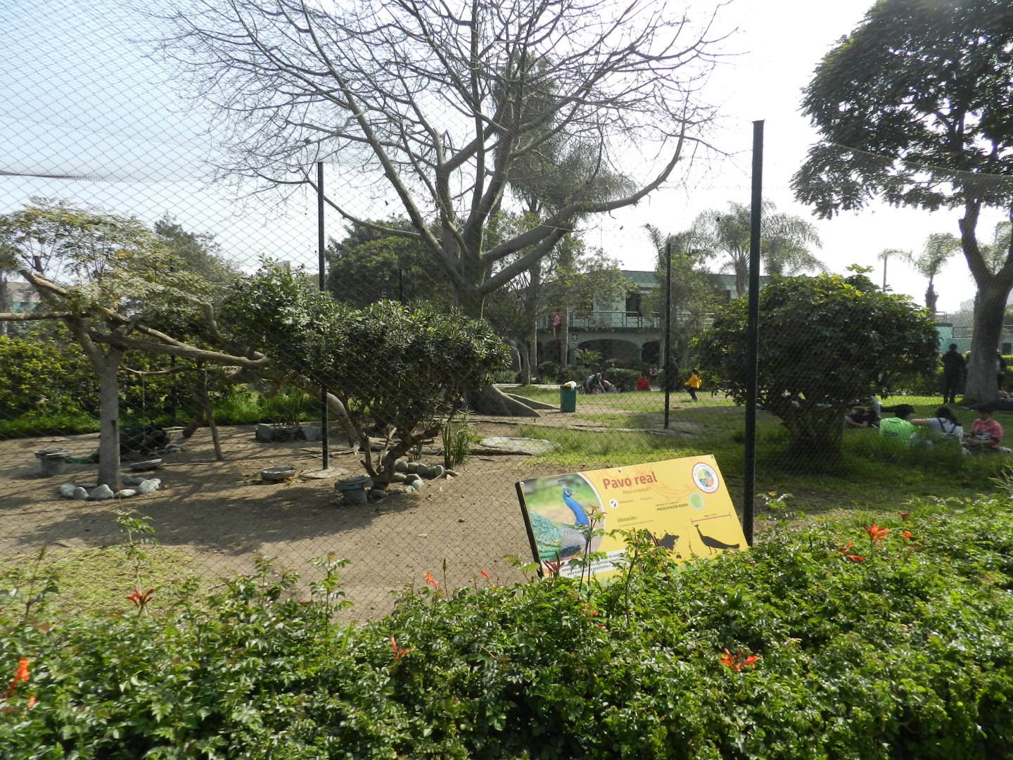 Indian peafowl aviary - Parque Zoológico Huachipa