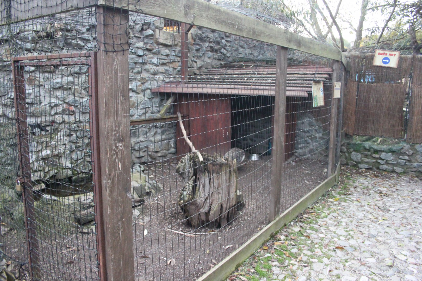 Indian peafowl aviary